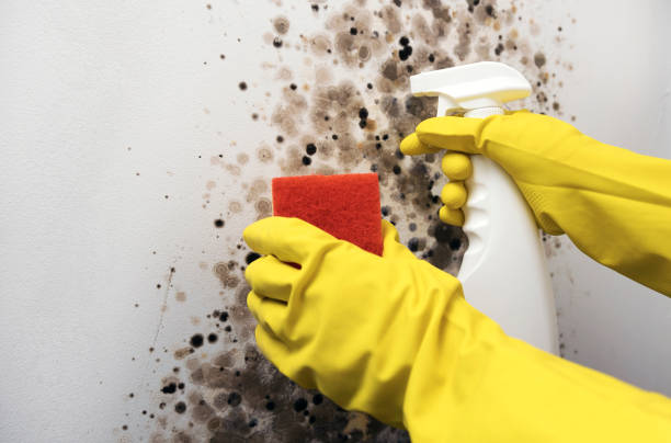 Best Mold Damage Repair  in Haiku Pauwela, HI